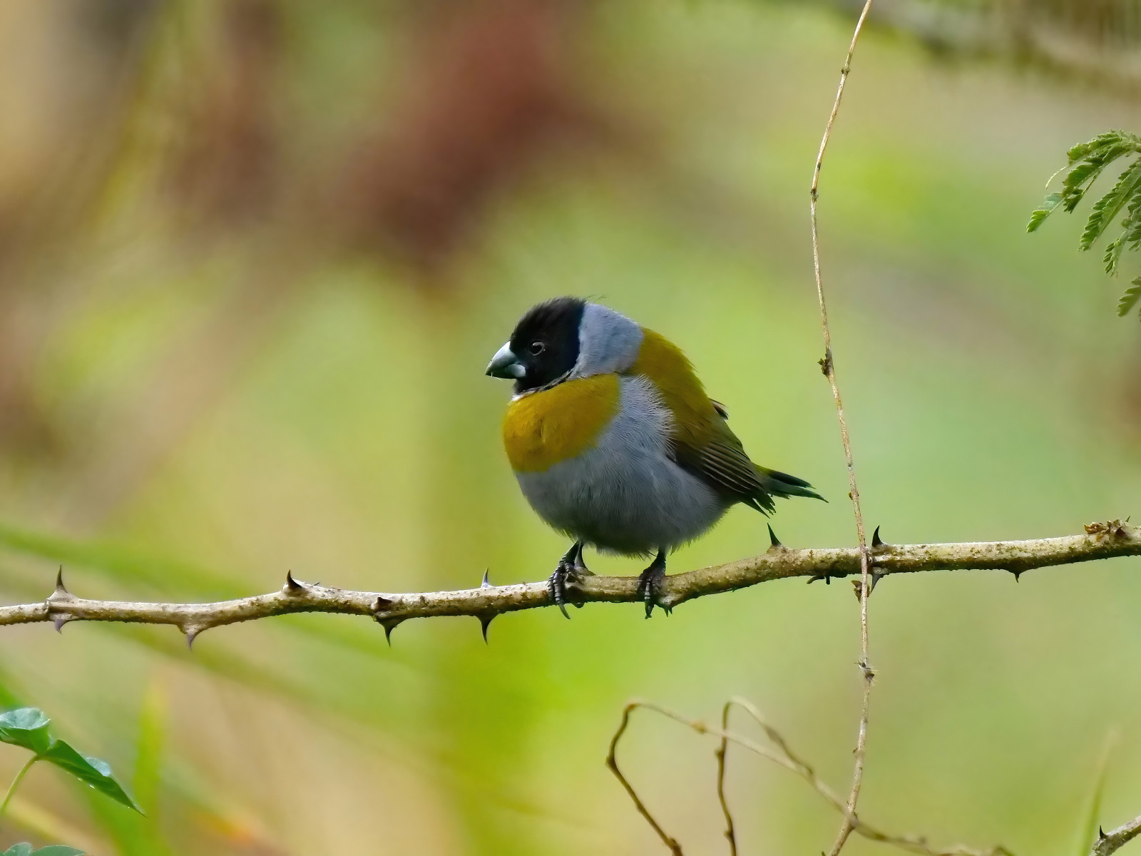 image White-collared Oliveback